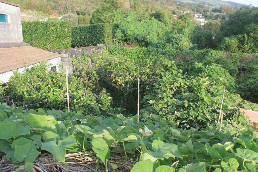 Quinta Do Areeiro Apartment Horta  Bagian luar foto